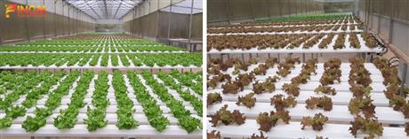 Hội chợ - Triển lãm Giống, Nông nghiệp Công nghệ cao Thành phố Hồ Chí Minh, lần VIII năm 2022: Công nghệ thúc đẩy chuyển đổi số trong nông nghiệp